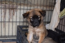 CONNI, Hund, Mischlingshund in Rumänien - Bild 1