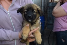 CONNI, Hund, Mischlingshund in Rumänien - Bild 2
