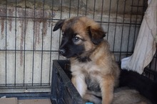 CONNI, Hund, Mischlingshund in Rumänien - Bild 3