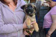 CONNI, Hund, Mischlingshund in Rumänien - Bild 4