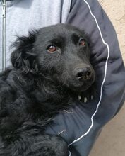 SASA, Hund, Mischlingshund in Ungarn - Bild 1