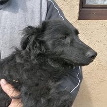 SASA, Hund, Mischlingshund in Ungarn - Bild 2