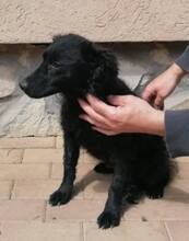 SASA, Hund, Mischlingshund in Ungarn - Bild 3