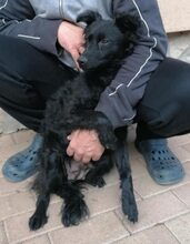 SASA, Hund, Mischlingshund in Ungarn - Bild 4