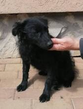 SASA, Hund, Mischlingshund in Ungarn - Bild 5