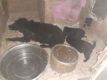 SASA, Hund, Mischlingshund in Ungarn - Bild 6