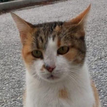 ISABELLA, Katze, Hauskatze in Griechenland - Bild 1