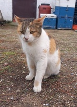 ISABELLA, Katze, Hauskatze in Griechenland - Bild 10