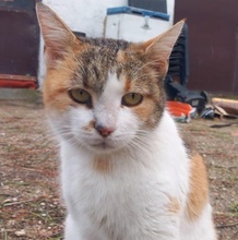 ISABELLA, Katze, Hauskatze in Griechenland - Bild 2