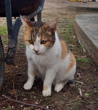 ISABELLA, Katze, Hauskatze in Griechenland - Bild 3