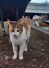 ISABELLA, Katze, Hauskatze in Griechenland - Bild 4