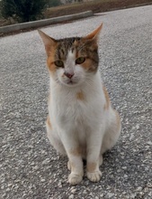 ISABELLA, Katze, Hauskatze in Griechenland - Bild 5
