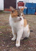 ISABELLA, Katze, Hauskatze in Griechenland - Bild 6