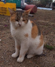 ISABELLA, Katze, Hauskatze in Griechenland - Bild 7