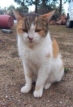 ISABELLA, Katze, Hauskatze in Griechenland - Bild 8