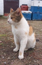 ISABELLA, Katze, Hauskatze in Griechenland - Bild 9