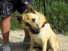 LUCKY, Hund, Schäferhund (Mischling) in Spanien - Bild 1