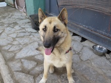 LUCKY, Hund, Schäferhund (Mischling) in Spanien - Bild 2