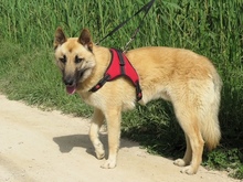 LUCKY, Hund, Schäferhund (Mischling) in Spanien - Bild 3