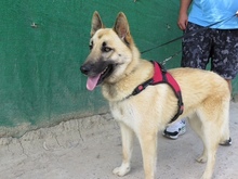 LUCKY, Hund, Schäferhund (Mischling) in Spanien - Bild 4