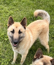LUCKY, Hund, Schäferhund (Mischling) in Spanien - Bild 5