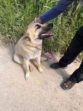 LUCKY, Hund, Schäferhund (Mischling) in Spanien - Bild 6