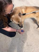 LUCKY, Hund, Schäferhund (Mischling) in Spanien - Bild 7