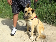 LUCKY, Hund, Schäferhund (Mischling) in Spanien - Bild 8