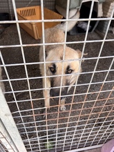 LUCKY, Hund, Schäferhund (Mischling) in Spanien - Bild 9