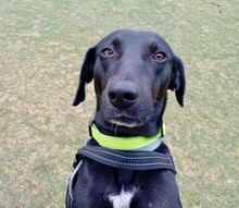 VALIENTE, Hund, Mischling in Spanien - Bild 1
