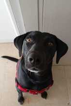 VALIENTE, Hund, Mischling in Spanien - Bild 2
