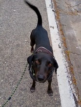 VALIENTE, Hund, Mischling in Spanien - Bild 3