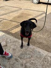 VALIENTE, Hund, Mischling in Spanien - Bild 4