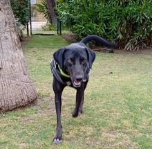 VALIENTE, Hund, Mischling in Spanien - Bild 5