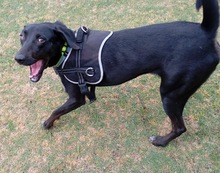 VALIENTE, Hund, Mischling in Spanien - Bild 6