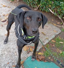 VALIENTE, Hund, Mischling in Spanien - Bild 7