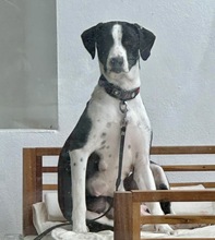 VAQUITA, Hund, Mischlingshund in Spanien - Bild 1