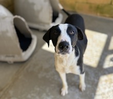 VAQUITA, Hund, Mischlingshund in Spanien - Bild 2
