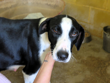 VAQUITA, Hund, Mischlingshund in Spanien - Bild 3