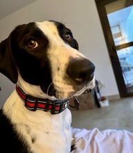 VAQUITA, Hund, Mischlingshund in Spanien - Bild 4