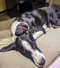 VAQUITA, Hund, Mischlingshund in Spanien - Bild 5