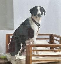 VAQUITA, Hund, Mischlingshund in Spanien - Bild 6