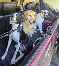 VAQUITA, Hund, Mischlingshund in Spanien - Bild 7