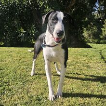 VAQUITA, Hund, Mischlingshund in Spanien - Bild 8
