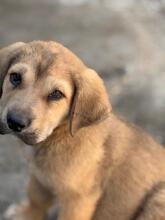 KODA, Hund, spanischer Mastiff Mischling in Spanien - Bild 1