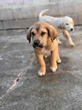 KODA, Hund, spanischer Mastiff Mischling in Spanien - Bild 2