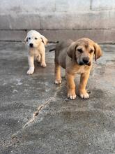KODA, Hund, spanischer Mastiff Mischling in Spanien - Bild 3