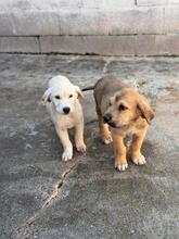 KODA, Hund, spanischer Mastiff Mischling in Spanien - Bild 4