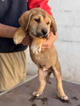 KODA, Hund, spanischer Mastiff Mischling in Spanien - Bild 6