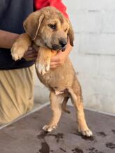 KODA, Hund, spanischer Mastiff Mischling in Spanien - Bild 7
